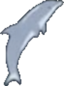dolphin